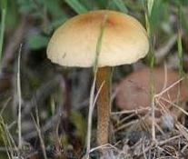 Agrocybe des pelouses