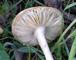 Agrocybe dur