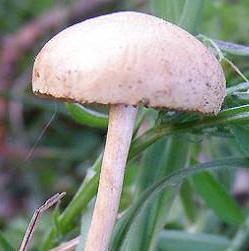 Agrocybe hémisphérique