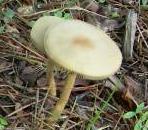 Agrocybe jaune