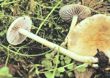 Agrocybe resplendissant