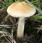 Agrocybe tubéreux