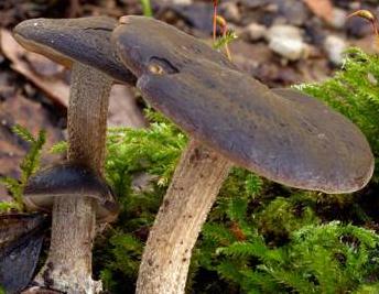 Agrocybe velouté