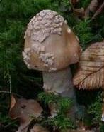 Amanite noisette
