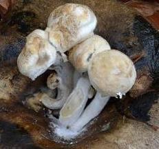 Astérophore faux lycoperdon