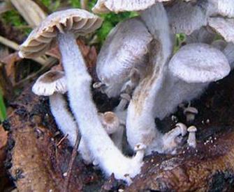 Astérophore parasite