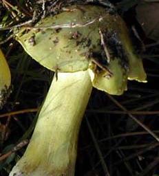 tricholome doré