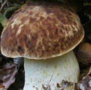 Bolet chauve