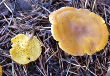 calocybe a chair jaune