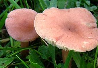 calocybe couleur chair