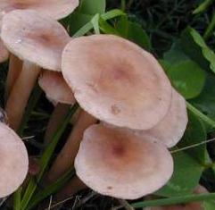 calocybe couleur de peche