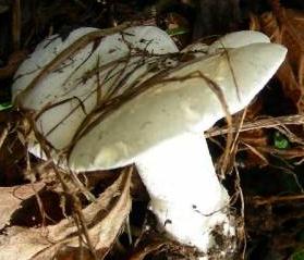 calocybe etrangle calocybe etrangle
