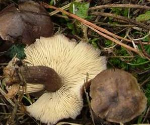 calocybe obscur calocybe obscur