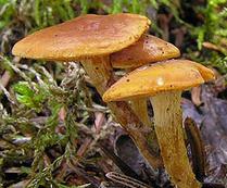 calocybe trompeur calocybe trompeur