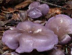 calocybe violet calocybe violet