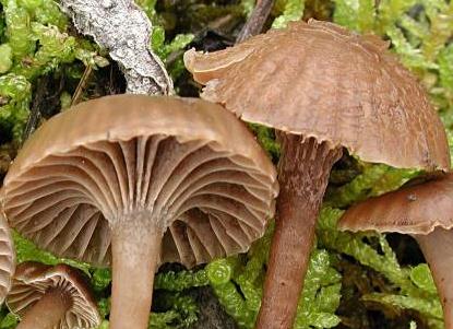 camarophyllopsis fetide camarophyllopsis fetide