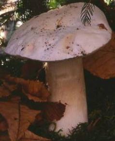 cepe blanc cepe blanc
