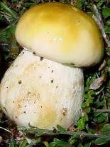 cepe citron cepe citron