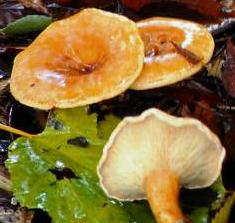 champignon aux brulures champignon aux brulures