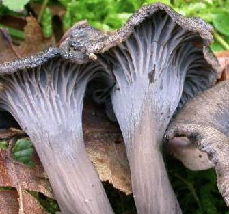 chanterelle cendree chanterelle cendree