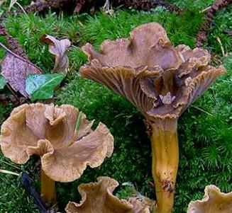 chanterelle en tube