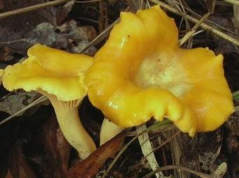 Chanterelle girolle jaune