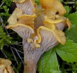 chanterelle jaune et violette chanterelle jaune et violette