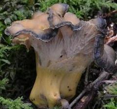 chanterelle noircissante