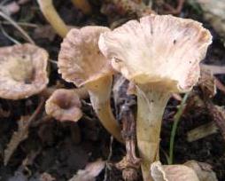 chanterelle sinueuse