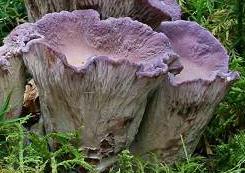 chanterelle violette chanterelle violette