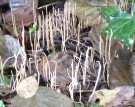 clavaire filiforme clavaire filiforme
