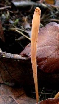 clavaire fistuleuse clavaire fistuleuse