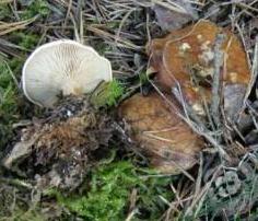 clitocybe a bonne odeur