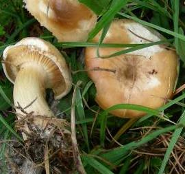 clitocybe a odeur de poisson