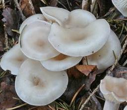 clitocybe a odeur de poulailler