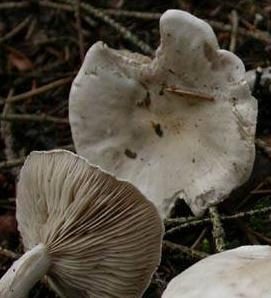 clitocybe a odeur de prune