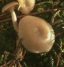 clitocybe a odeur terreuse