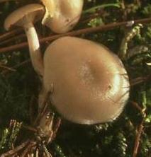 clitocybe a odeur terreuse clitocybe a odeur terreuse