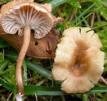 clitocybe a pied comprime