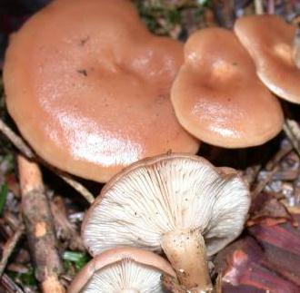 clitocybe a rhizomorphes