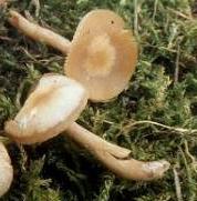 clitocybe anise rosatre