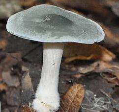clitocybe anise