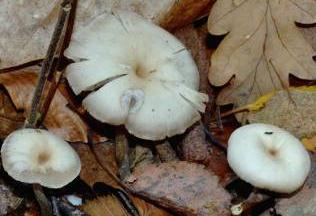 clitocybe bicolore