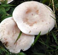 clitocybe blanchi