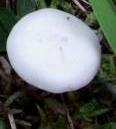 clitocybe blanchissant