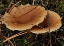 clitocybe cotele