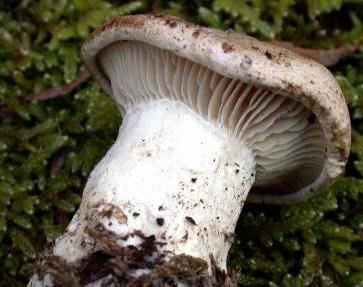 clitocybe plombe