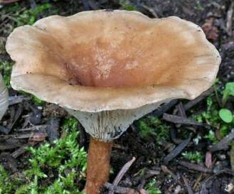 clitocybe de bresadola clitocybe de bresadola