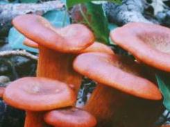 clitocybe de l'olivier clitocybe de l'olivier