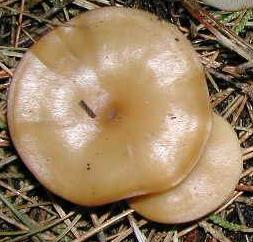 clitocybe decevant clitocybe decevant